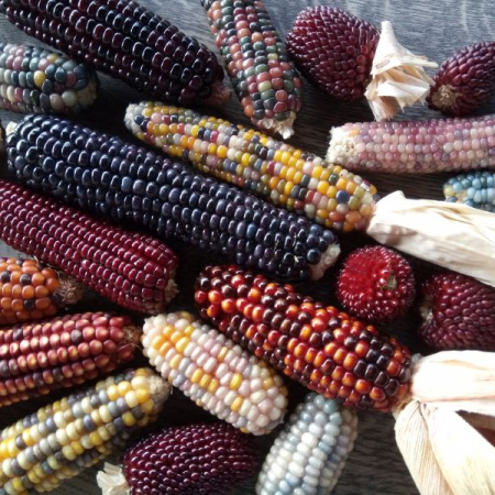 Właściwości prozdrowotne kukurydzy